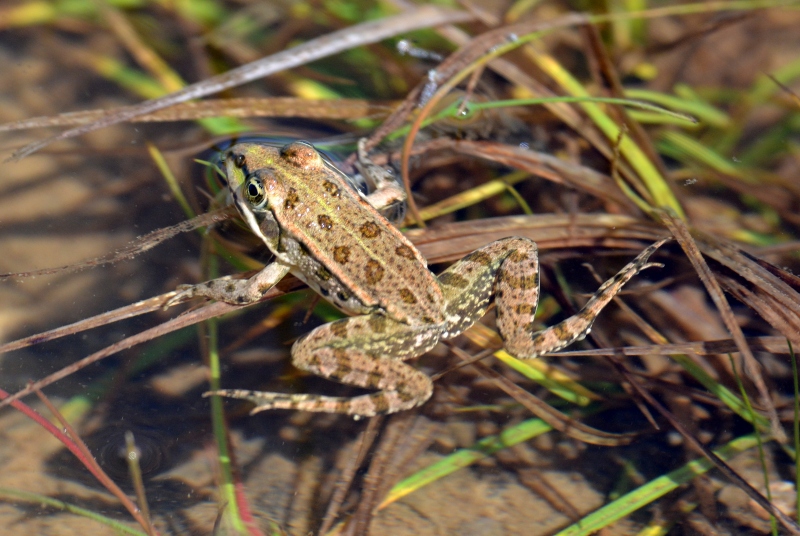 Rana da Id. - Pelophylax sp. Pag (Dalmazia)